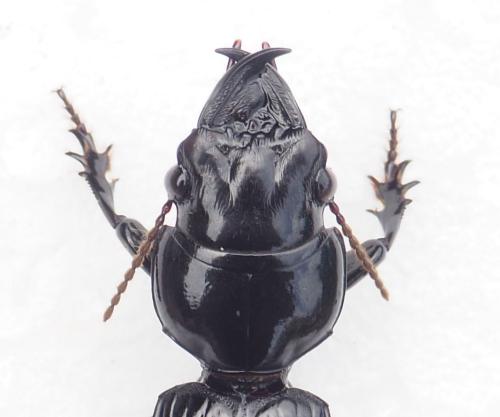Scaritinae